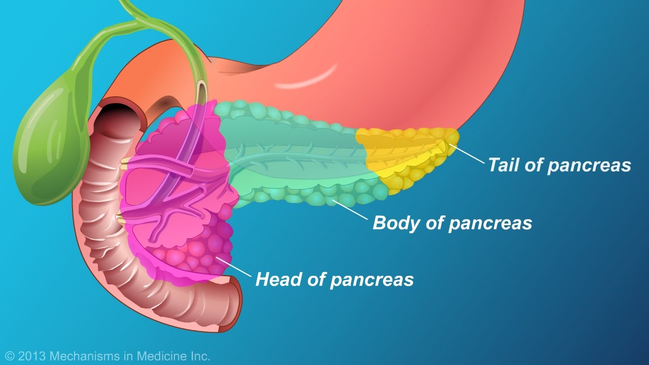 Pancreas