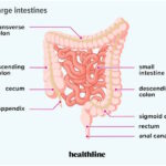 Small and Large Intestines