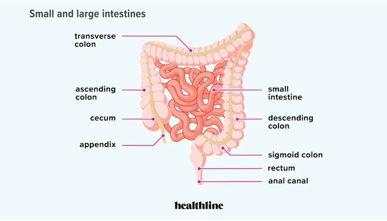 Small and Large Intestines